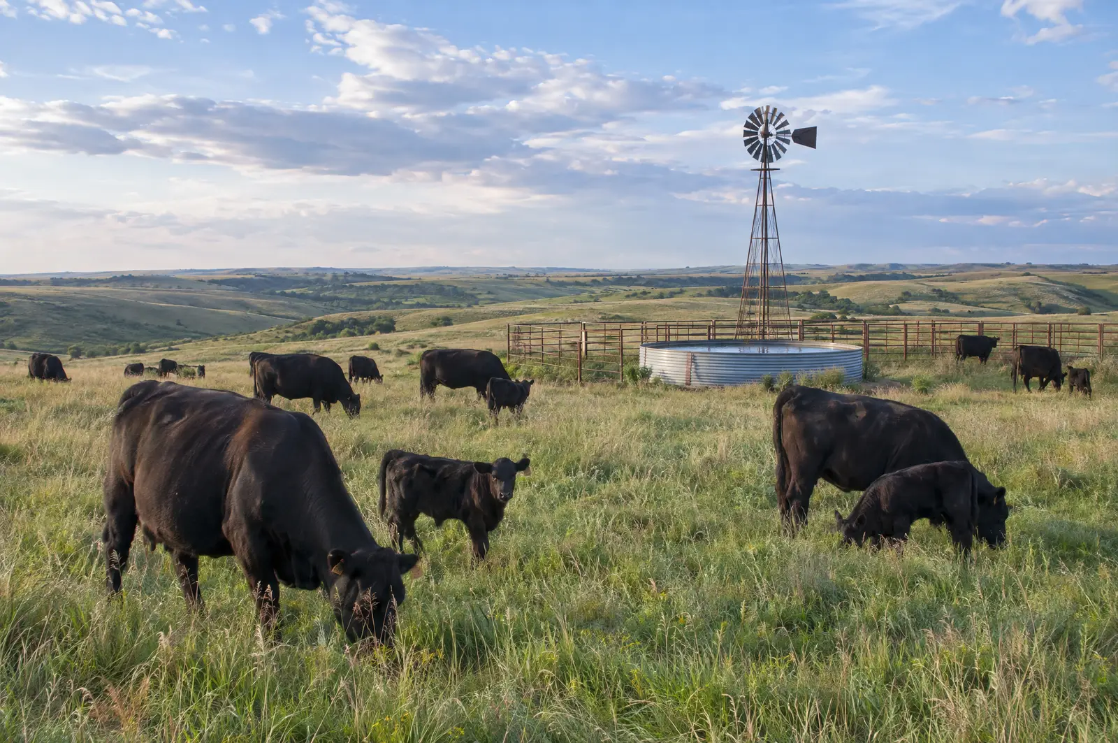Black Angus cows and calves grazing on rolling prairie pasture
