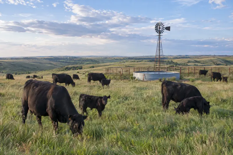 Black Angus cows and calves grazing on rolling prairie pasture