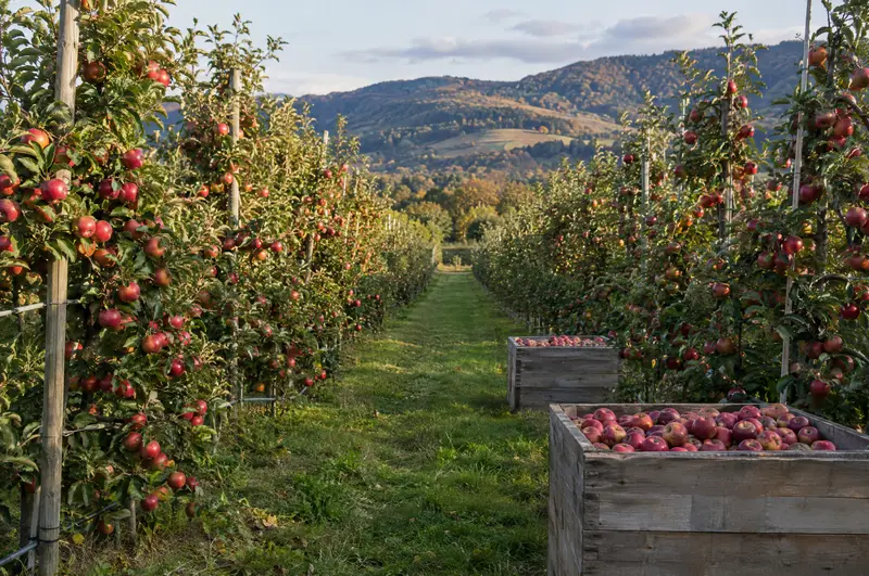 Apple orchard rows at harvest with bins of red apples
