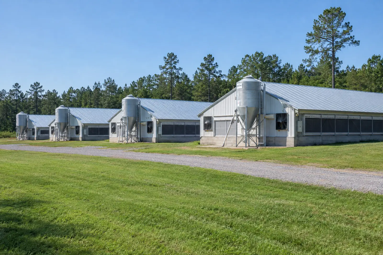 Row of tunnel-ventilated poultry houses with feed bins