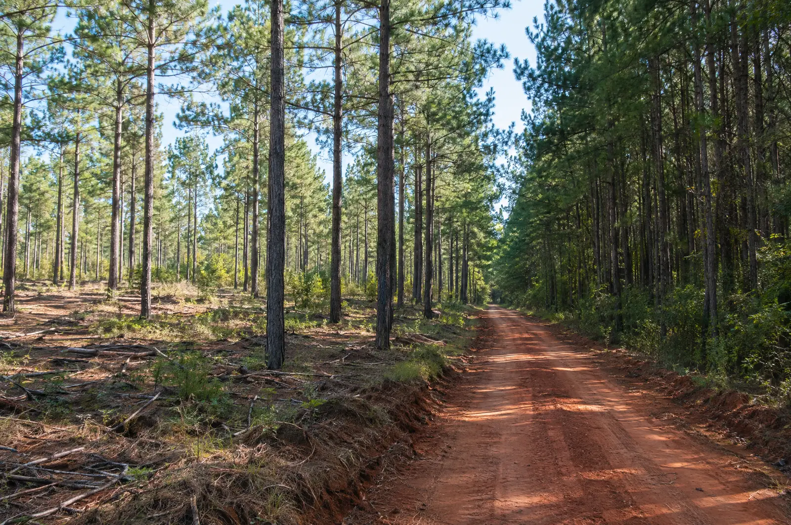 Managed loblolly pine timber stand along a red-clay logging road