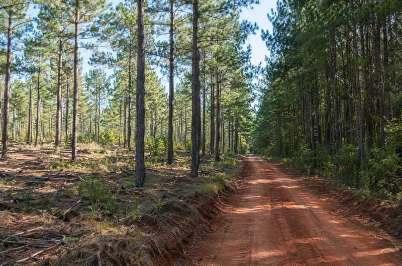 Managed loblolly pine timber stand along a red-clay logging road