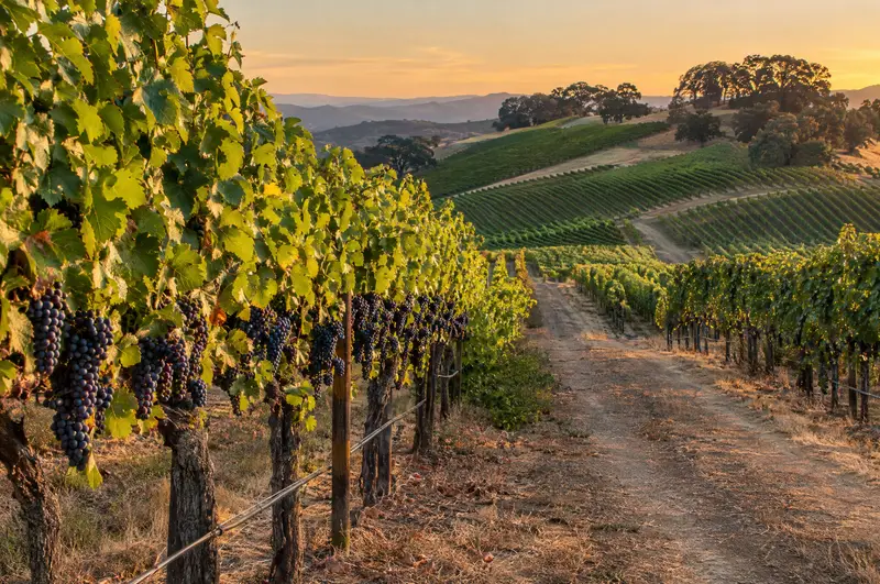 Vineyard rows with ripe wine grapes on rolling hills at sunset